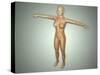 Anatomy of Female Body with Arteries, Veins and Nervous System-null-Stretched Canvas