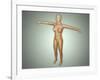 Anatomy of Female Body with Arteries, Veins and Nervous System-null-Framed Art Print