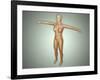 Anatomy of Female Body with Arteries, Veins and Nervous System-null-Framed Art Print