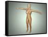 Anatomy of Female Body with Arteries, Veins and Nervous System-null-Framed Stretched Canvas