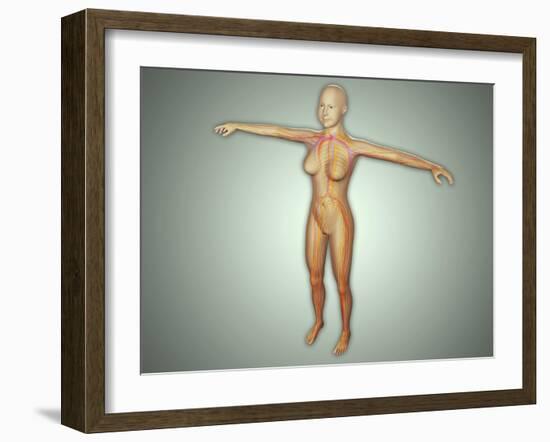 Anatomy of Female Body with Arteries, Veins and Nervous System-null-Framed Art Print