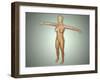 Anatomy of Female Body with Arteries, Veins and Nervous System-null-Framed Art Print