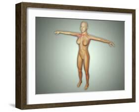 Anatomy of Female Body with Arteries, Veins and Nervous System-null-Framed Art Print