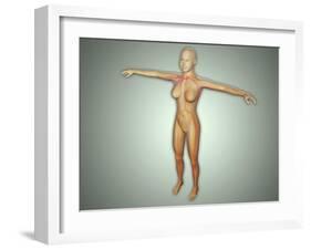 Anatomy of Female Body with Arteries, Veins and Nervous System-null-Framed Art Print