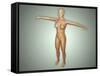 Anatomy of Female Body with Arteries, Veins and Nervous System-null-Framed Stretched Canvas