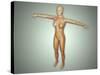 Anatomy of Female Body with Arteries, Veins and Nervous System-null-Stretched Canvas
