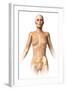 Anatomy of Female Body with Bone Skeleton Superimposed-null-Framed Art Print