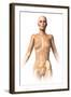 Anatomy of Female Body with Bone Skeleton Superimposed-null-Framed Art Print