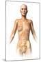 Anatomy of Female Body with Bone Skeleton Superimposed-null-Mounted Art Print