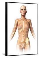 Anatomy of Female Body with Bone Skeleton Superimposed-null-Framed Stretched Canvas