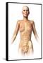 Anatomy of Female Body with Bone Skeleton Superimposed-null-Framed Stretched Canvas