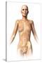 Anatomy of Female Body with Bone Skeleton Superimposed-null-Stretched Canvas