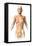 Anatomy of Female Body with Bone Skeleton Superimposed-null-Framed Stretched Canvas