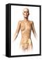 Anatomy of Female Body with Bone Skeleton Superimposed-null-Framed Stretched Canvas