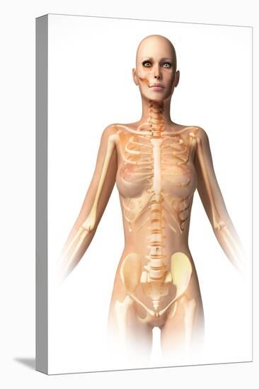 Anatomy of Female Body with Bone Skeleton Superimposed-null-Stretched Canvas