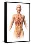 Anatomy of Female Body with Internal Organs Superimposed-null-Framed Stretched Canvas