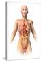 Anatomy of Female Body with Internal Organs Superimposed-null-Stretched Canvas