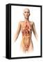 Anatomy of Female Body with Internal Organs Superimposed-null-Framed Stretched Canvas