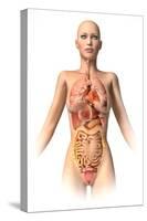 Anatomy of Female Body with Internal Organs Superimposed-null-Stretched Canvas