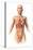 Anatomy of Female Body with Internal Organs Superimposed-null-Stretched Canvas