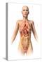 Anatomy of Female Body with Internal Organs Superimposed-null-Stretched Canvas