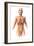 Anatomy of Female Body with Internal Organs Superimposed-null-Framed Art Print