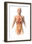 Anatomy of Female Body with Internal Organs Superimposed-null-Framed Art Print