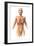 Anatomy of Female Body with Internal Organs Superimposed-null-Framed Art Print