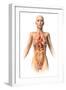 Anatomy of Female Body with Internal Organs Superimposed-null-Framed Art Print