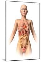 Anatomy of Female Body with Internal Organs Superimposed-null-Mounted Art Print