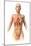 Anatomy of Female Body with Internal Organs Superimposed-null-Mounted Art Print