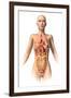 Anatomy of Female Body with Internal Organs Superimposed-null-Framed Art Print