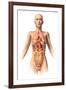 Anatomy of Female Body with Internal Organs Superimposed-null-Framed Art Print