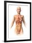 Anatomy of Female Body with Internal Organs Superimposed-null-Framed Art Print