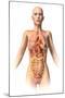 Anatomy of Female Body with Internal Organs Superimposed-null-Mounted Art Print