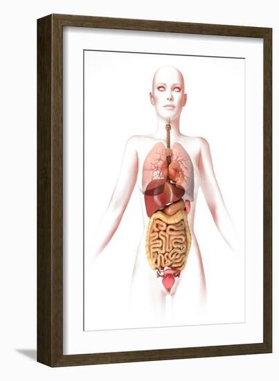 Anatomy of Female Body with Internal Organs-null-Framed Art Print