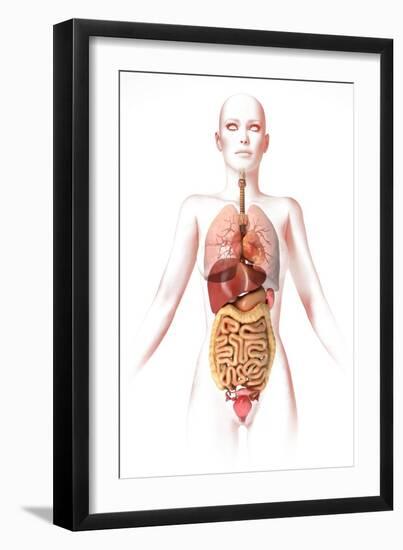 Anatomy of Female Body with Internal Organs-null-Framed Art Print