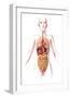 Anatomy of Female Body with Internal Organs-null-Framed Art Print