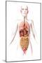 Anatomy of Female Body with Internal Organs-null-Mounted Art Print