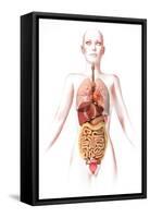 Anatomy of Female Body with Internal Organs-null-Framed Stretched Canvas