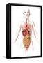 Anatomy of Female Body with Internal Organs-null-Framed Stretched Canvas