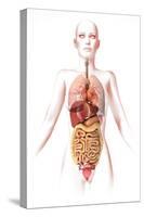 Anatomy of Female Body with Internal Organs-null-Stretched Canvas