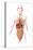 Anatomy of Female Body with Internal Organs-null-Stretched Canvas