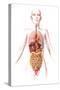 Anatomy of Female Body with Internal Organs-null-Stretched Canvas