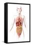 Anatomy of Female Body with Internal Organs-null-Framed Stretched Canvas