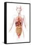 Anatomy of Female Body with Internal Organs-null-Framed Stretched Canvas