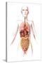 Anatomy of Female Body with Internal Organs-null-Stretched Canvas