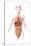 Anatomy of Female Body with Internal Organs-null-Stretched Canvas