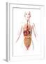 Anatomy of Female Body with Internal Organs-null-Framed Art Print