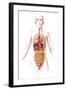 Anatomy of Female Body with Internal Organs-null-Framed Art Print